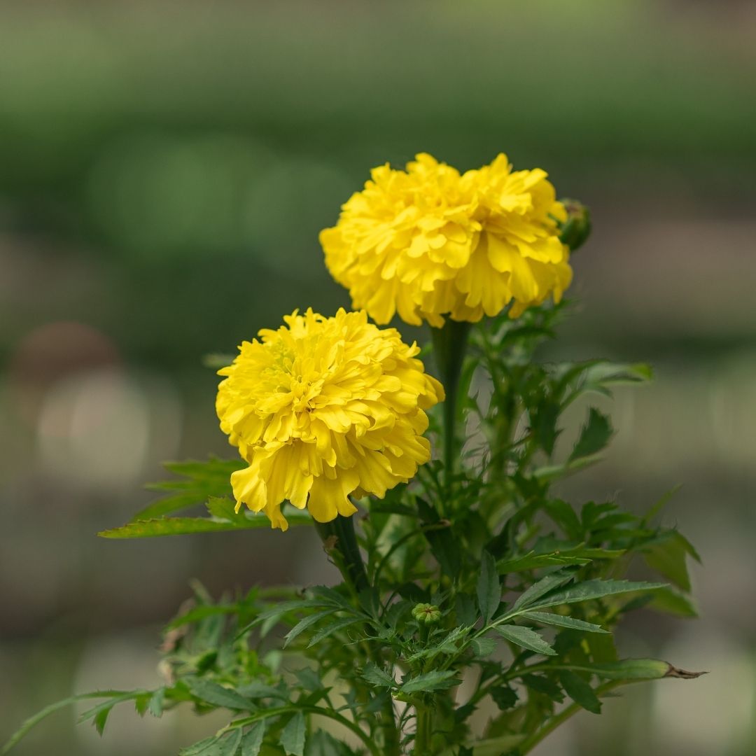Marigold – Inca Yellow – 4″ Pot